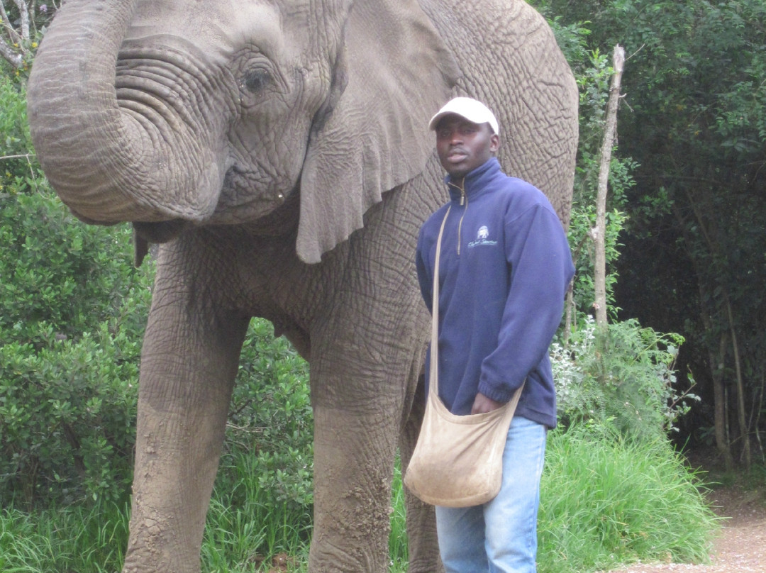 Elephant Sanctuary The Crags-The Crags必去景点