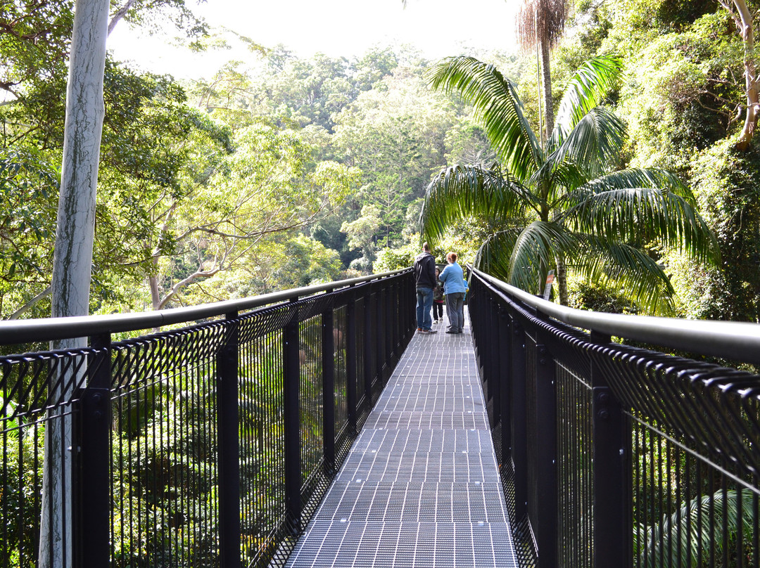 Tamborine Rainforest Skywalk景点图片