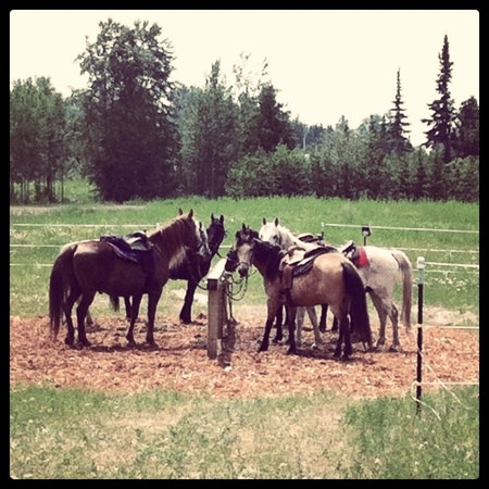 Sawtooth Mountain Stables-大马雷必去景点