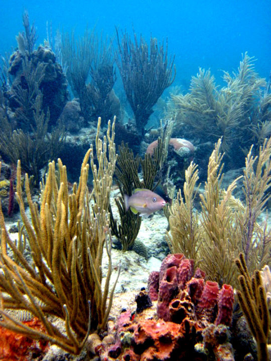Kayaking Puerto Rico-库莱布拉岛必去景点