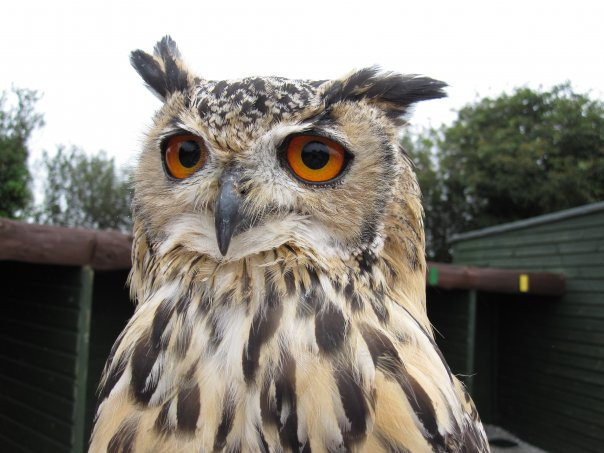 Screech Owl Sanctuary & Animal Park-St Columb Major必去景点