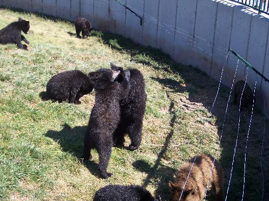 Bear Country USA-拉皮德城必去景点