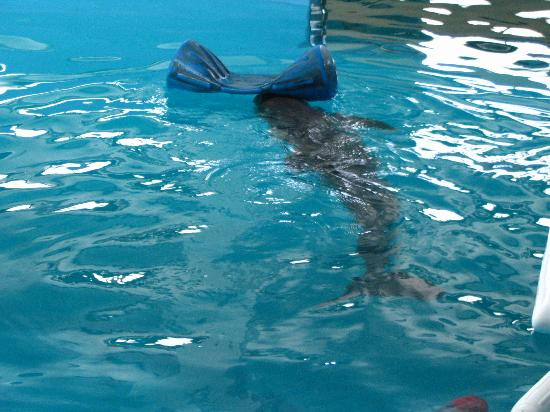 Clearwater Marine Aquarium-克利尔沃特必去景点