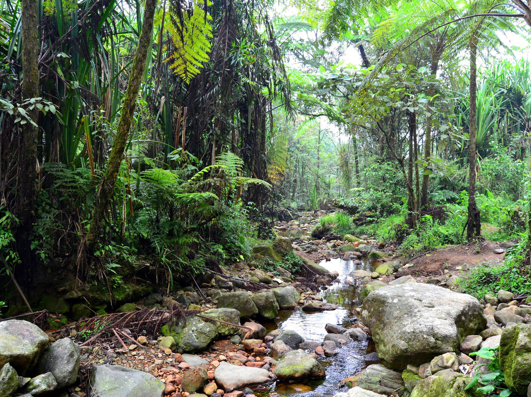Halimun Salak National Park-茂物必去景点