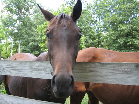 Fort Valley Ranch-Fort Valley必去景点