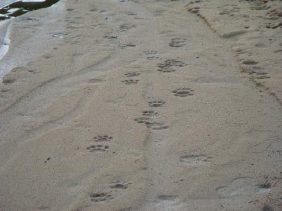 Umfolozi Game Reserve旅游攻略图片