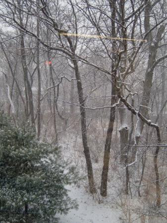 纽约植物园-布朗克斯必去景点