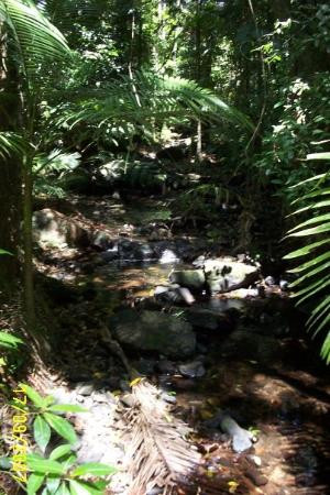 Daintree Rainforest Cooper Creek Wilderness-Cape Tribulation必去景点