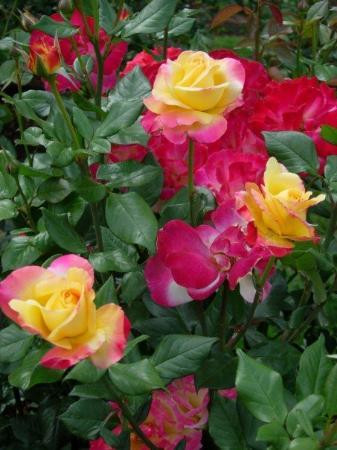 华盛顿公园-波特兰必去景点