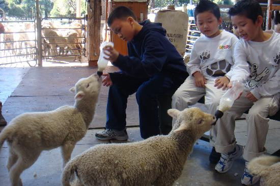 Caversham Wildlife Park景点图片