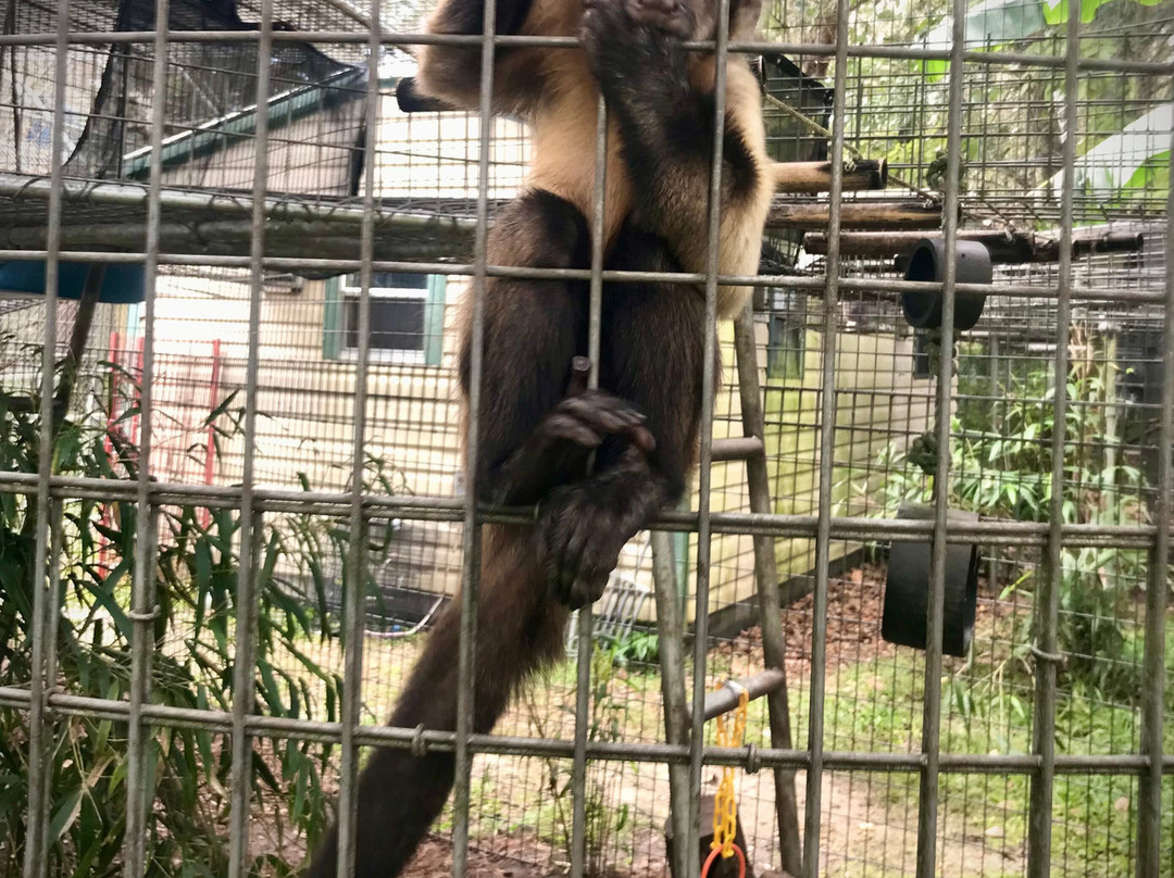 Jungle Friends Primate Sanctuary景点图片