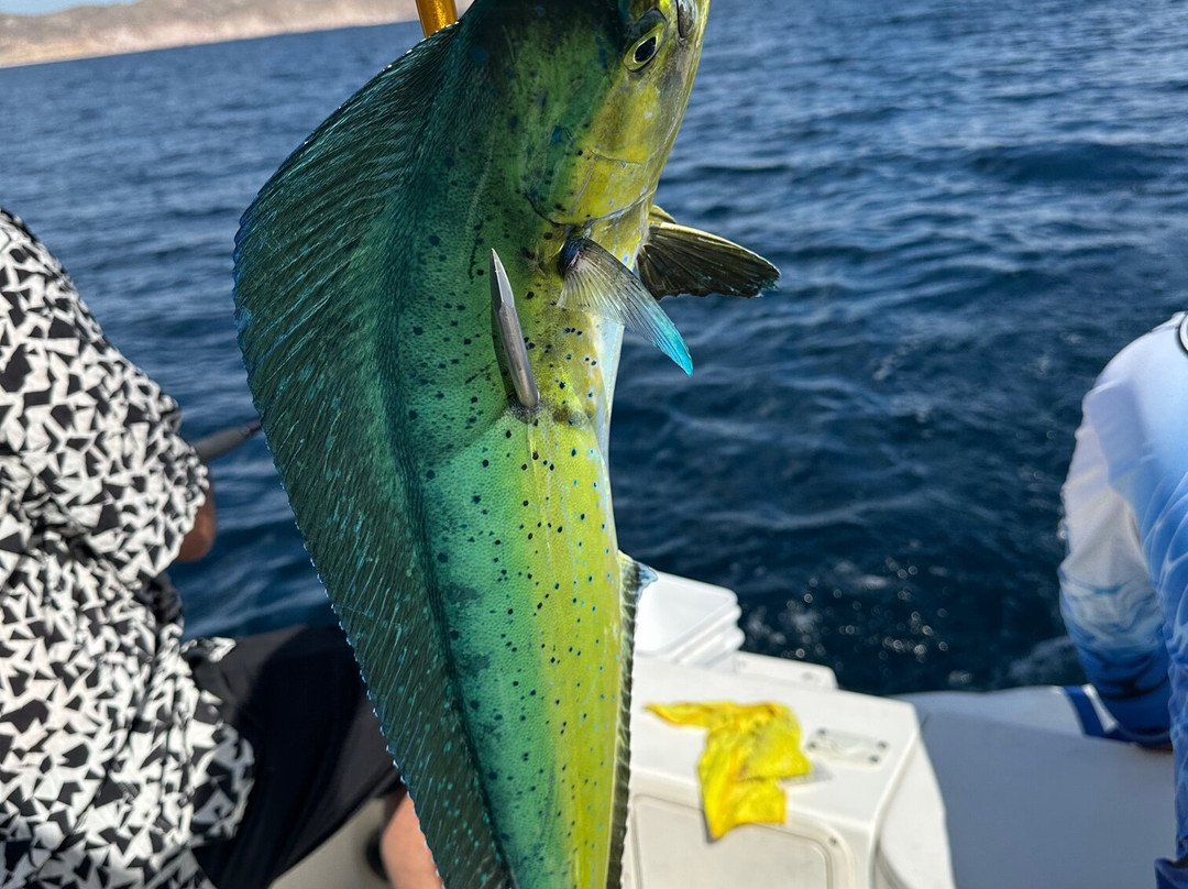 Baja Rancheros Fishing Fleet-拉巴斯必去景点