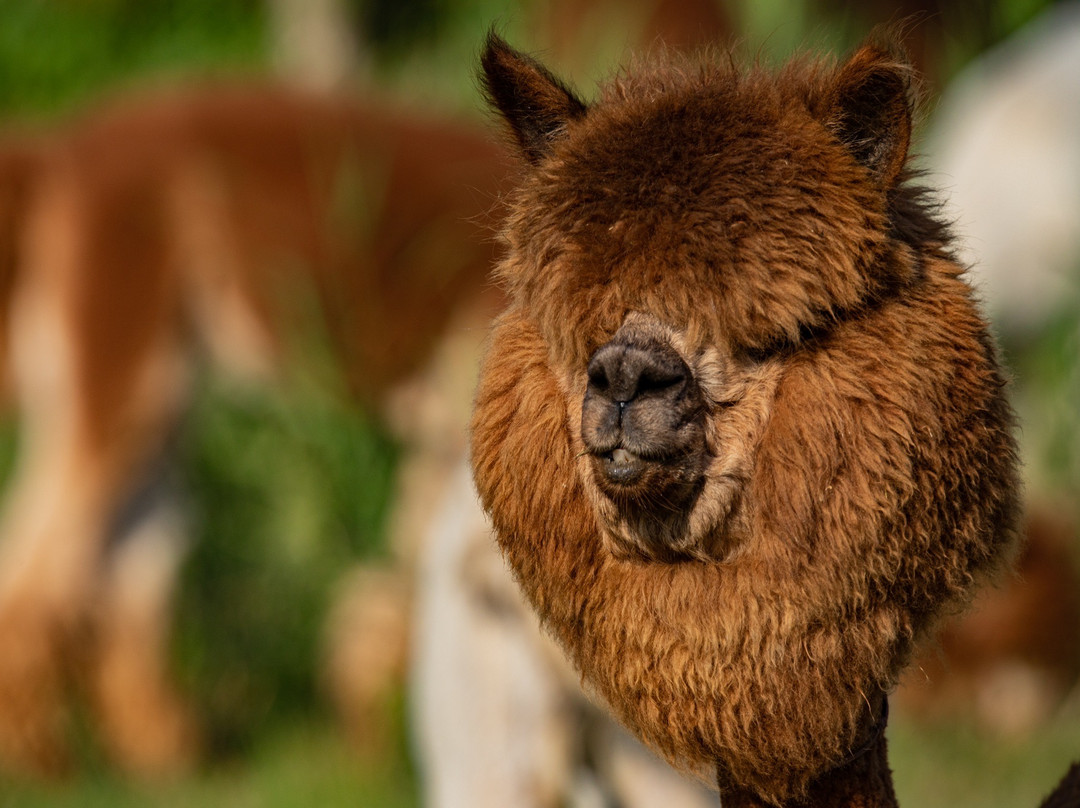 自然卷卷牧野-上海市必去景点