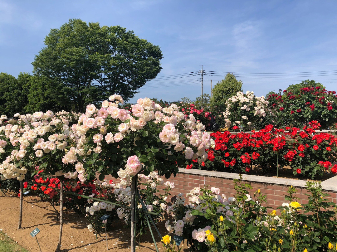 Shikishima Park-前桥县必去景点