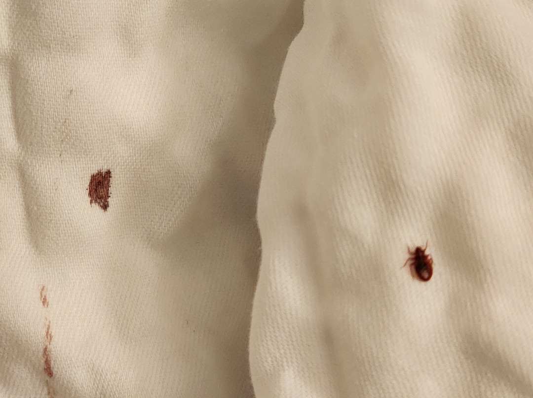 Best Western Corona Hotel & Suites主图