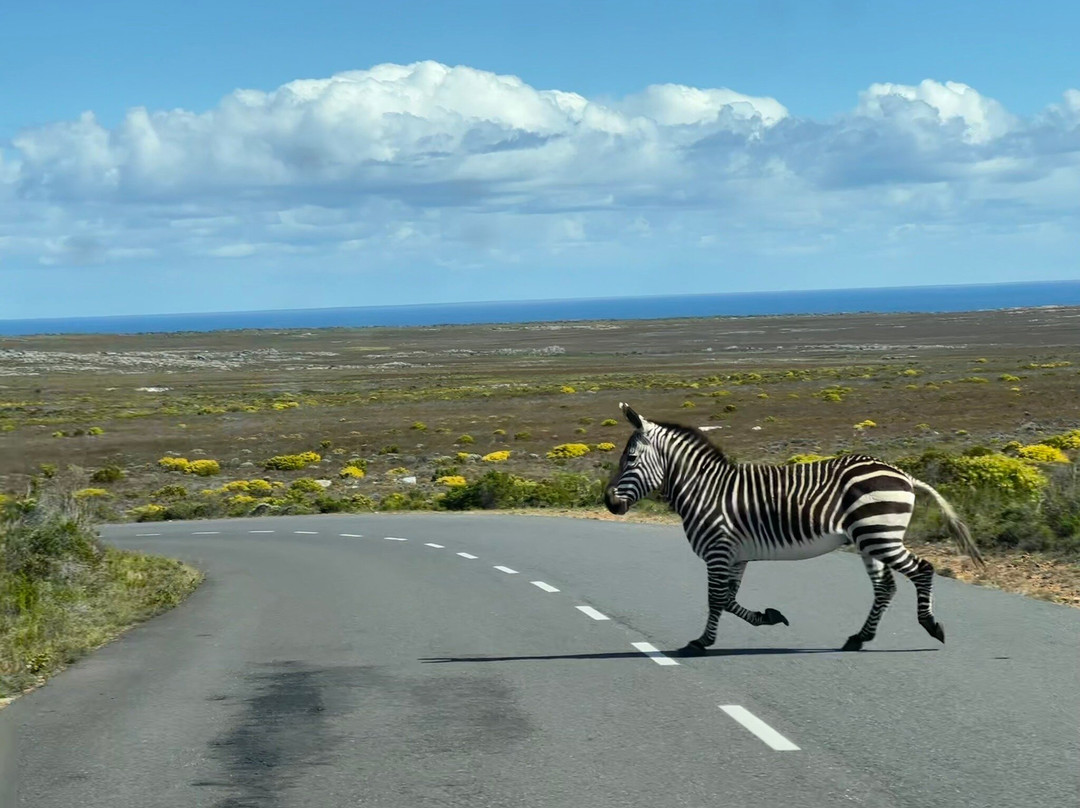 Good Times In Cape Town-开普敦中心区必去景点