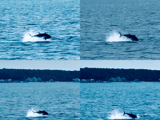 Sundbusserne-赫尔辛堡必去景点