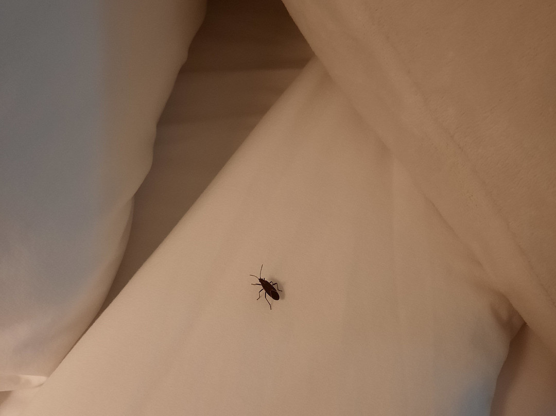 AmericInn by Wyndham Rochester Airport主图