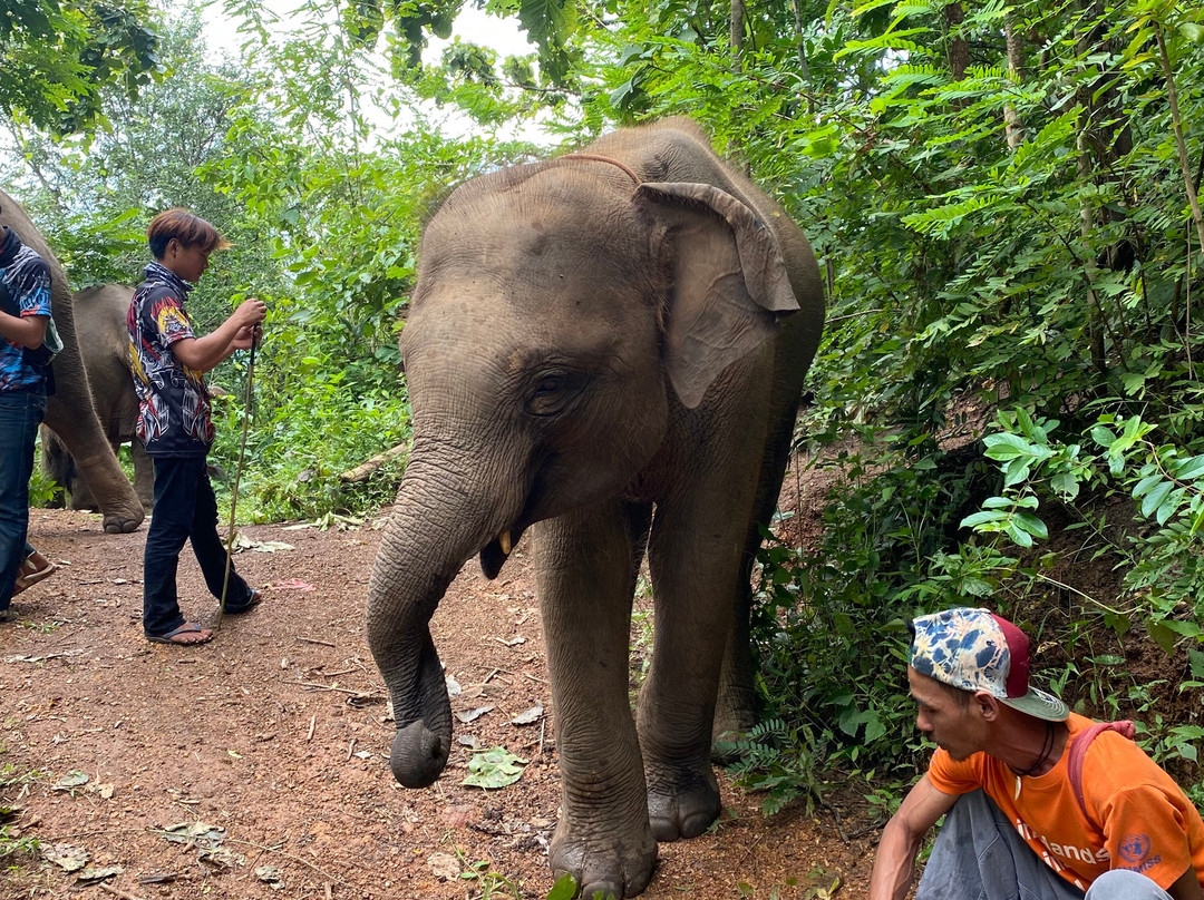 Mae Wang Elephant Camp景点图片