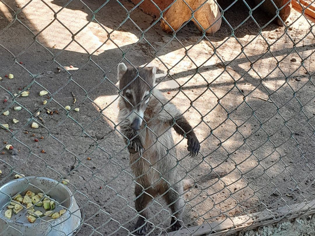 Zoologico de Moroleon景点图片