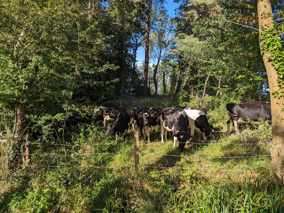 Pedal Progression-布里斯托尔必去景点