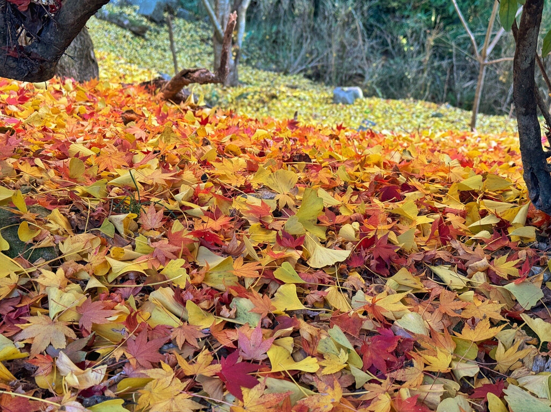 Kiyomizudera Temple-加东市必去景点