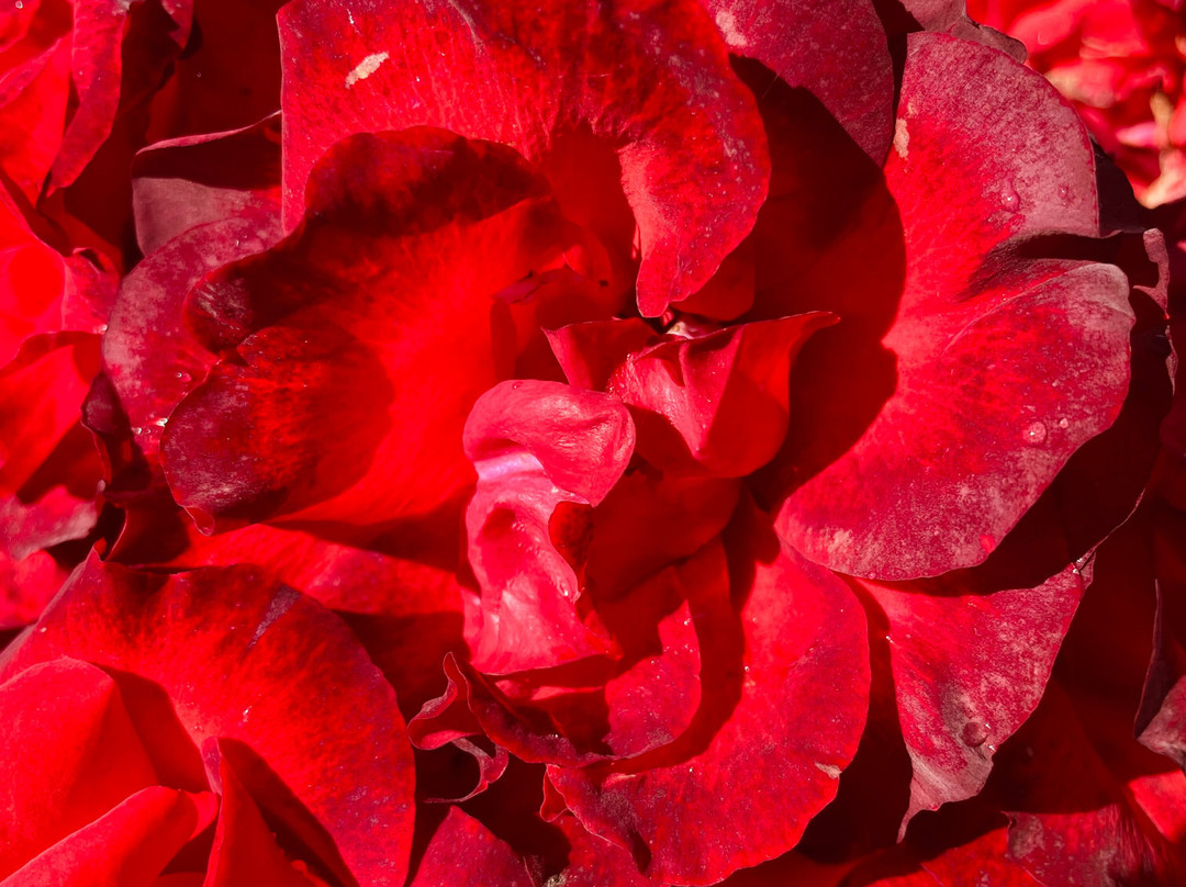 Memorial Park Longwarry-Longwarry必去景点