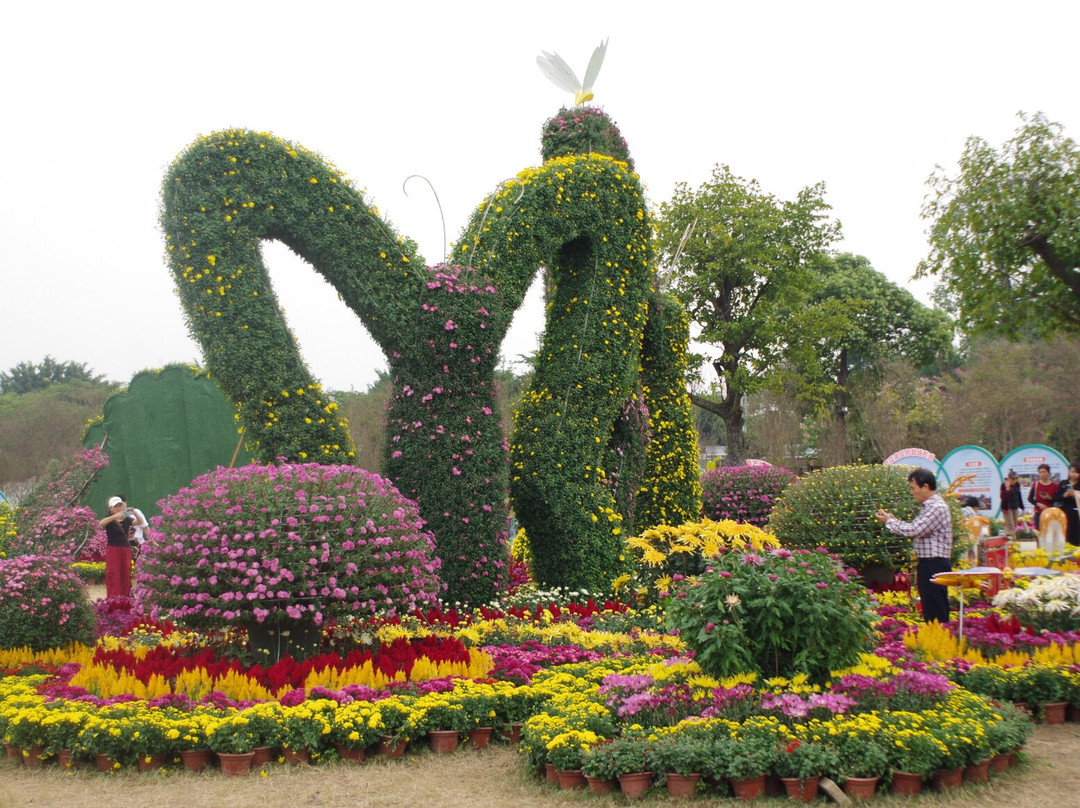 菊城金瓣-中山市必去景点