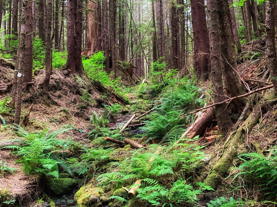 Dempsey Collinson Memorial Trail-Daajing Giids必去景点
