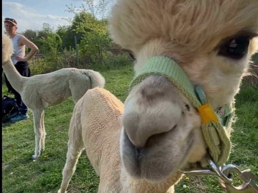 Die Alpaka und Lama Gefährten景点图片