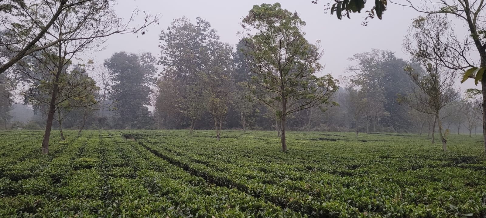 MAYFAIR Tea Resort-浴室