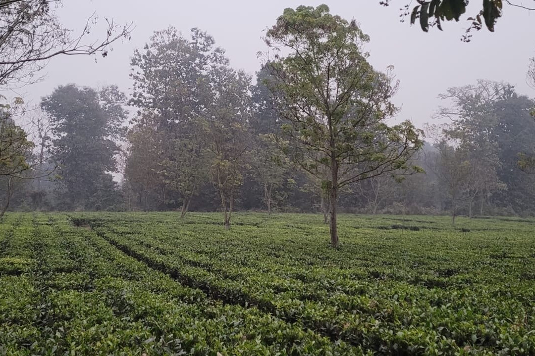 MAYFAIR Tea Resort主图
