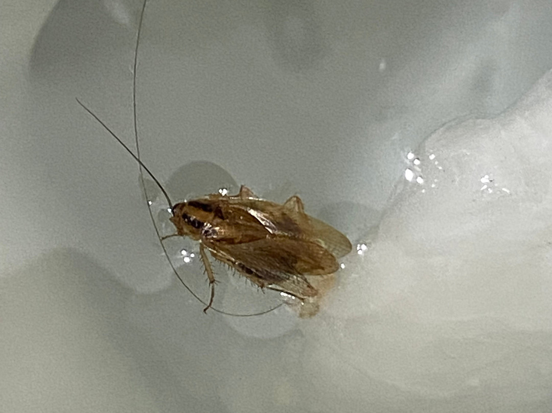 Le Portage Motel主图