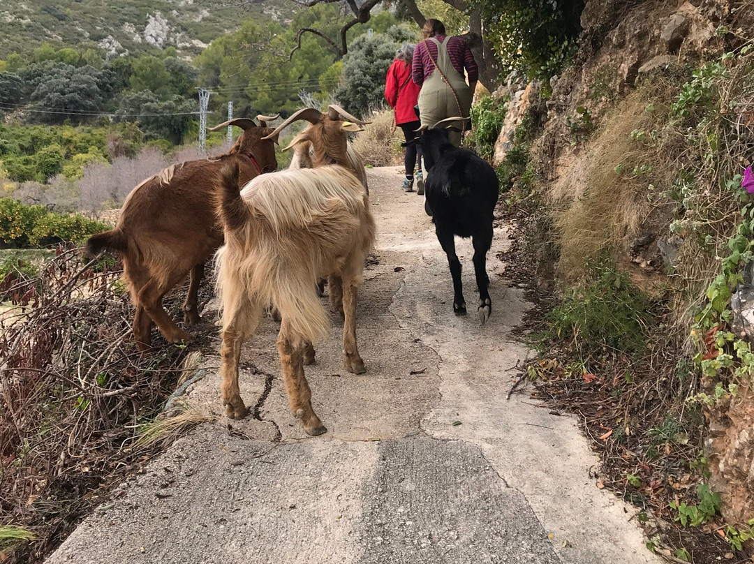 Euro Goat Trekkers景点图片