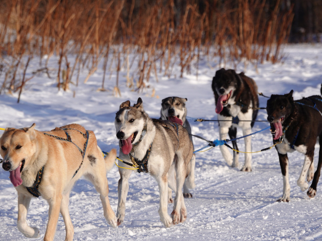 Mushing Works Dog Sledding Tours-鹿追町必去景点