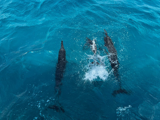 Agência Noronhe-se-费尔南多-迪诺罗尼亚群岛必去景点