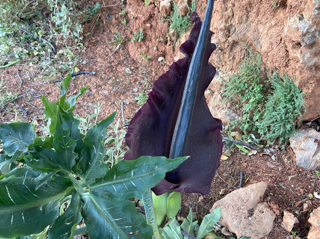 Botanical Guided Walk景点图片