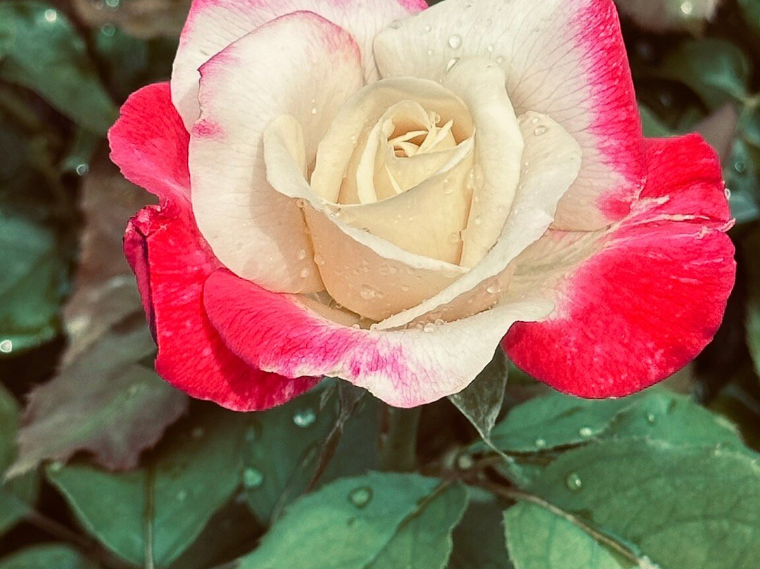 Twin Lakes Farmer's Market-Twin Lakes必去景点