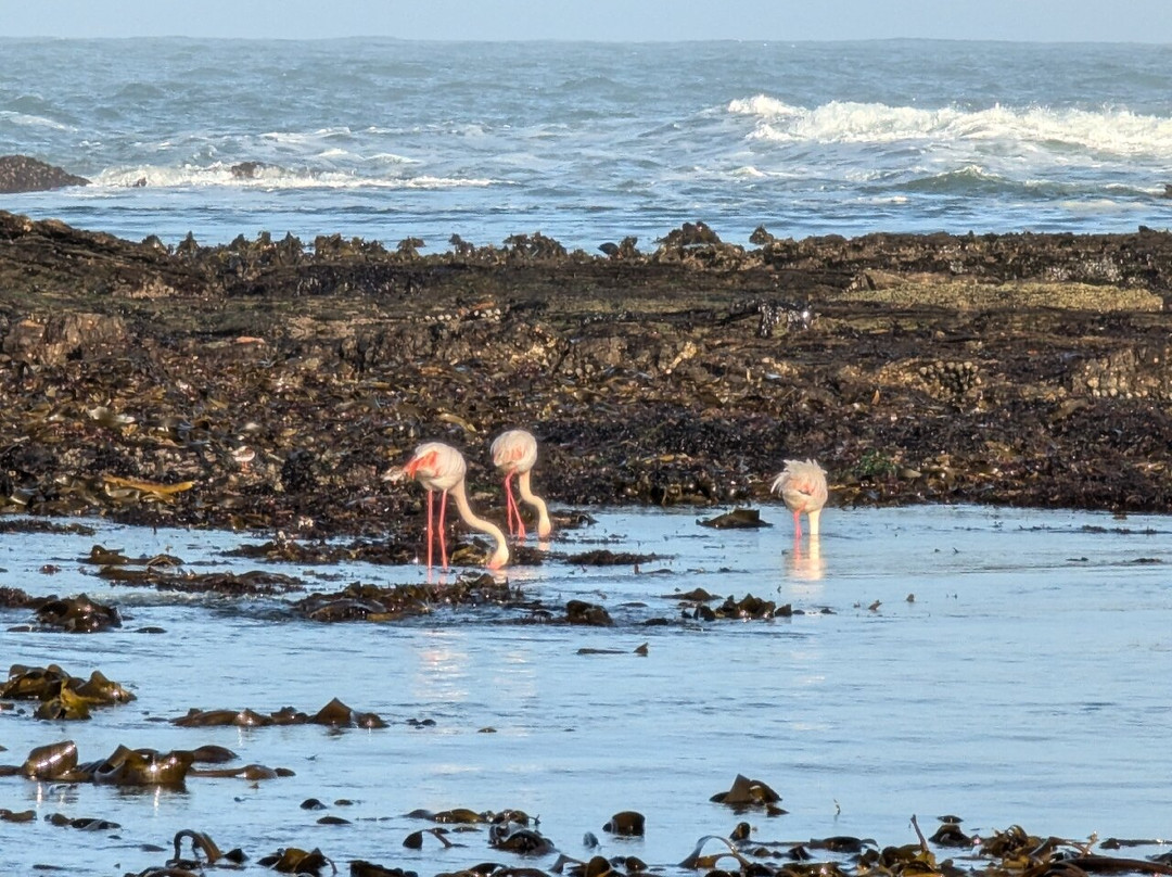 Penguin Catamaran Tours-吕德里茨必去景点