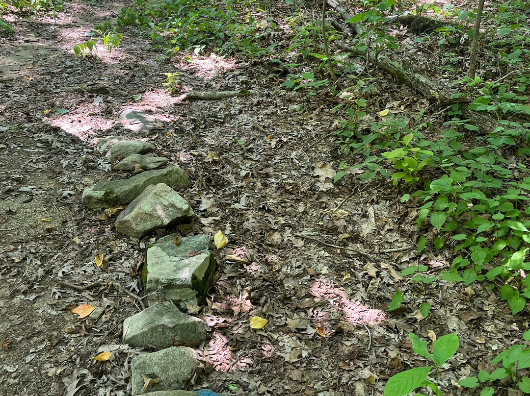 Jenny Jump State Forest景点图片