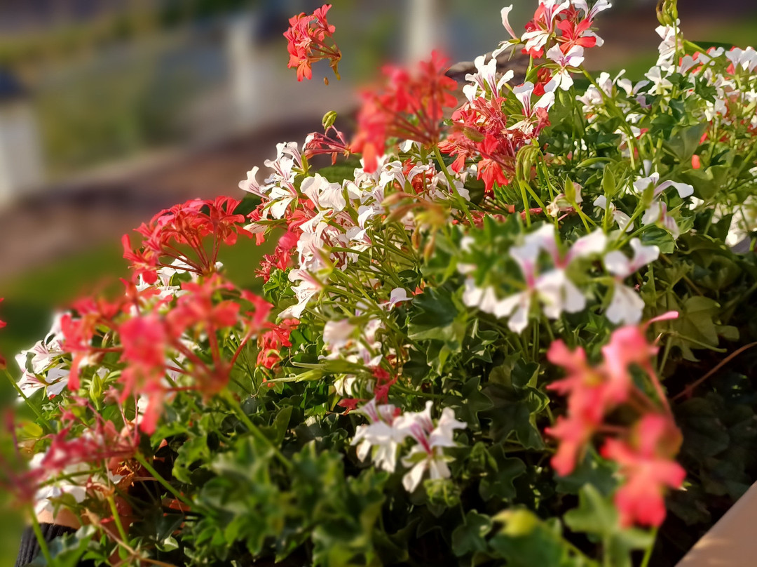 Hotel Hubertus主图