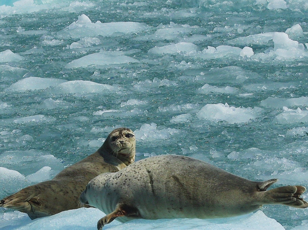 Seek Alaska Tours景点图片