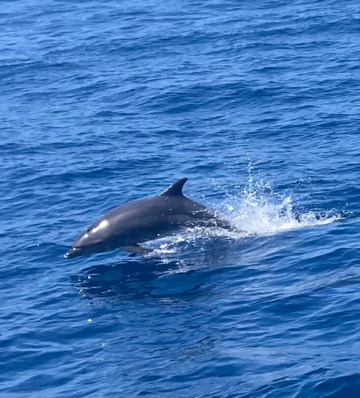 Legacy Whale Watch-圣地亚哥必去景点