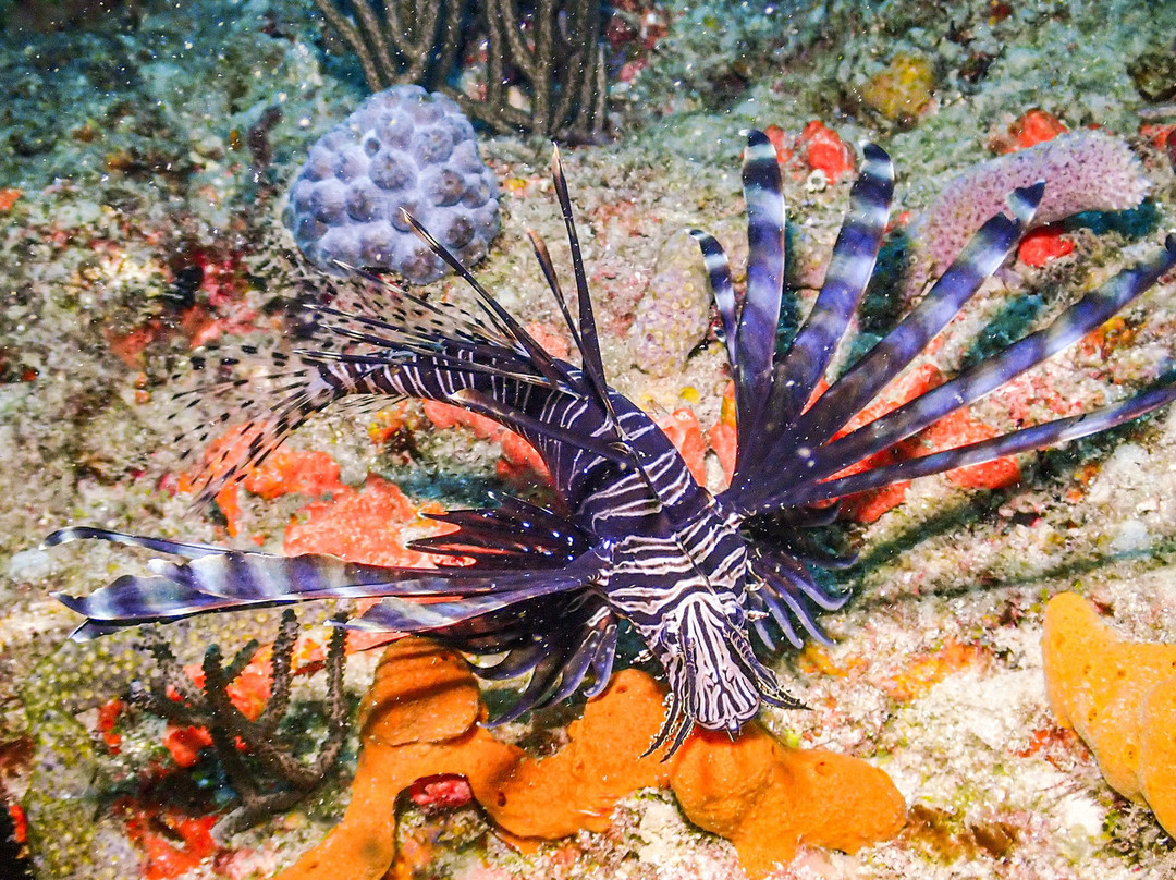 Starfish Scuba-博因顿海滩必去景点