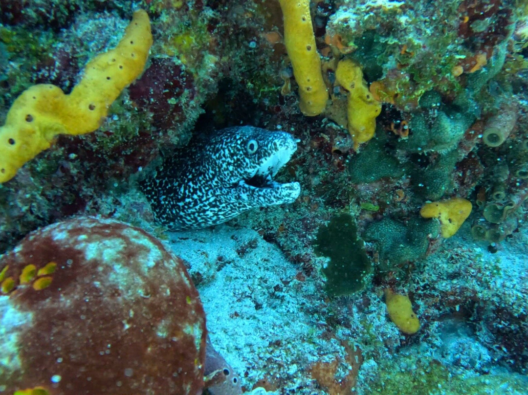 Wet Set Diving Adventures-从莫雷洛斯港必去景点