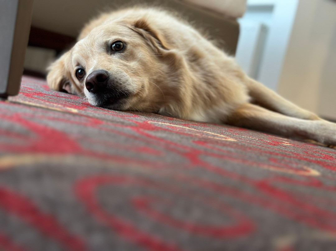 埃伦城市伙伴酒店主图