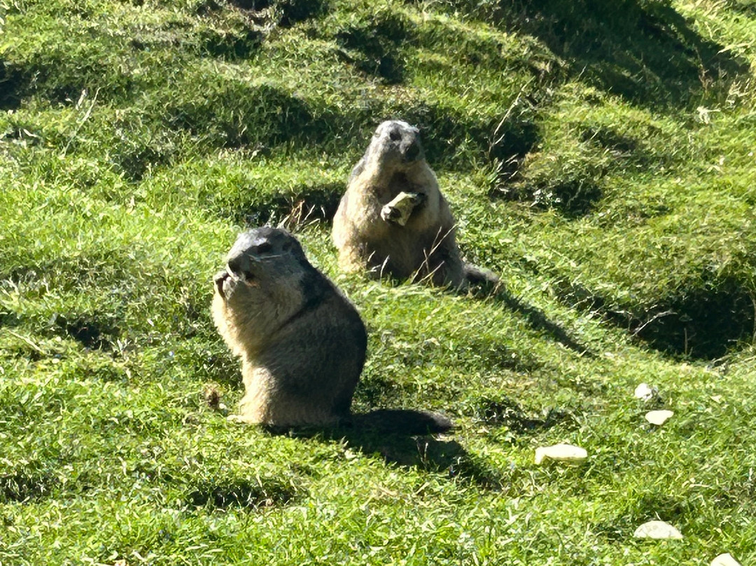 Parc Animalier d'Introd景点图片