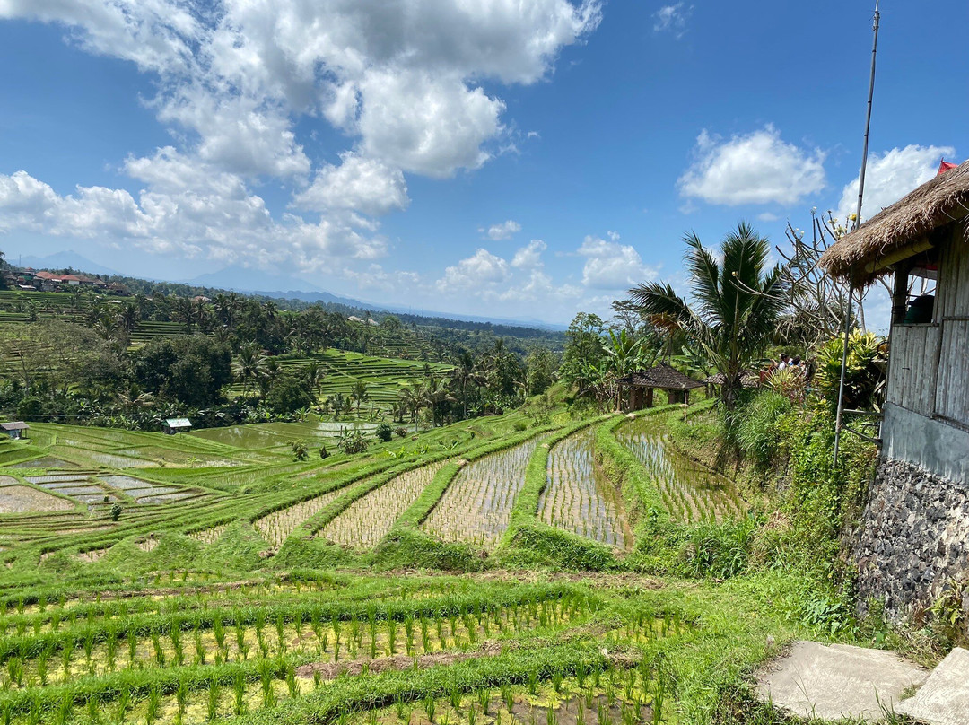 BAMBOO FOREST SANDAN-Angsri必去景点
