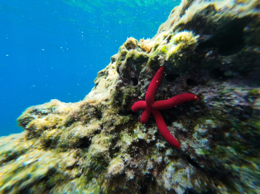 Cilento Snorkeling景点图片