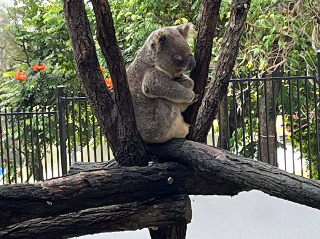 Rockhampton Zoo-罗克汉普顿必去景点